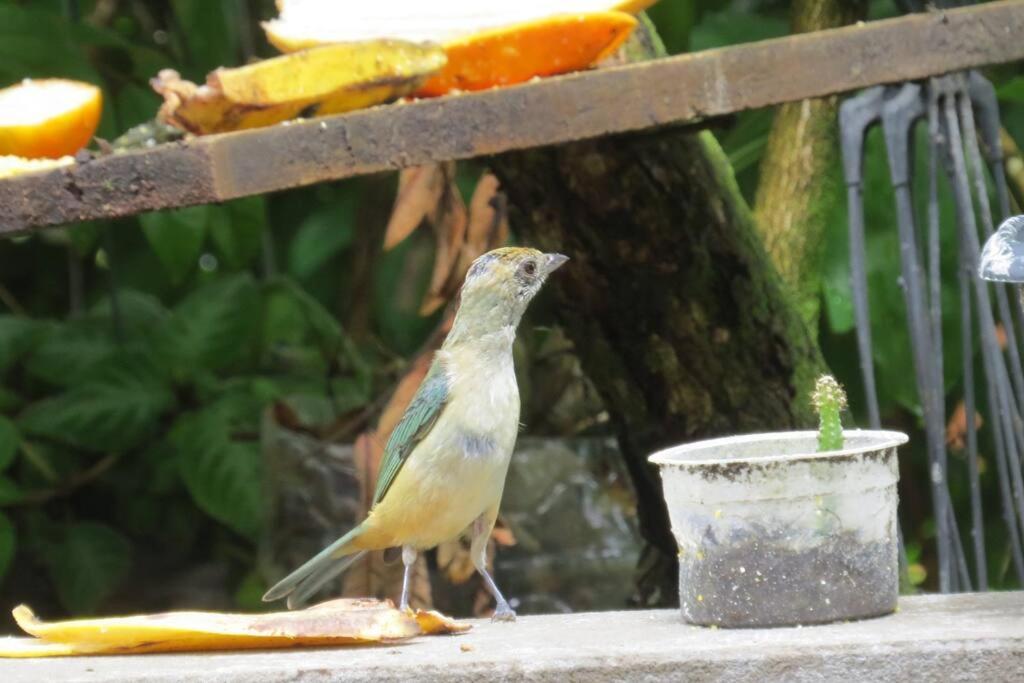Casinha Do Pedro - I Boipeba Holiday home